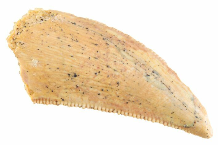 Serrated Raptor Tooth - Real Dinosaur Tooth #364809